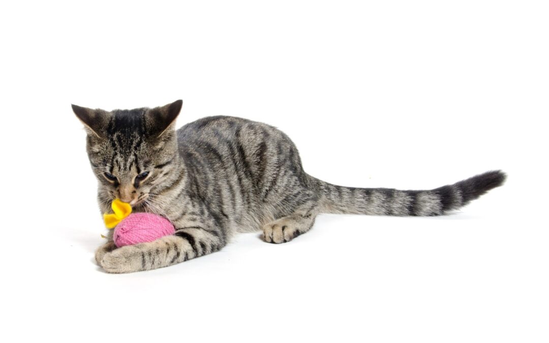 cat playing with cat toy