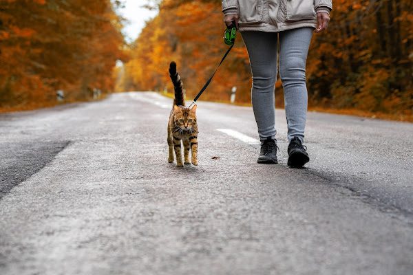 person walking their cat on a leash