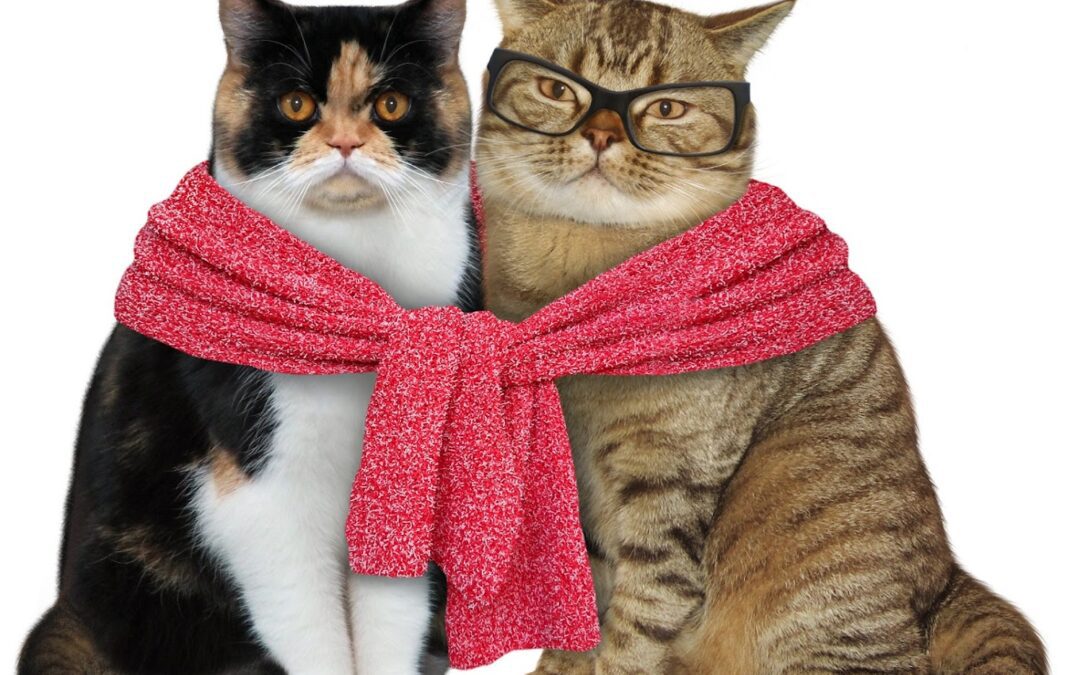 2 cats with sweater tied around them