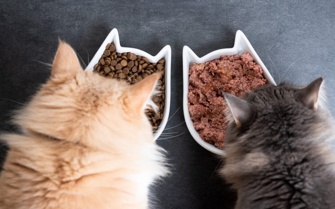 This or That? Wet Food or Dry Food?