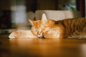 cat sleeping