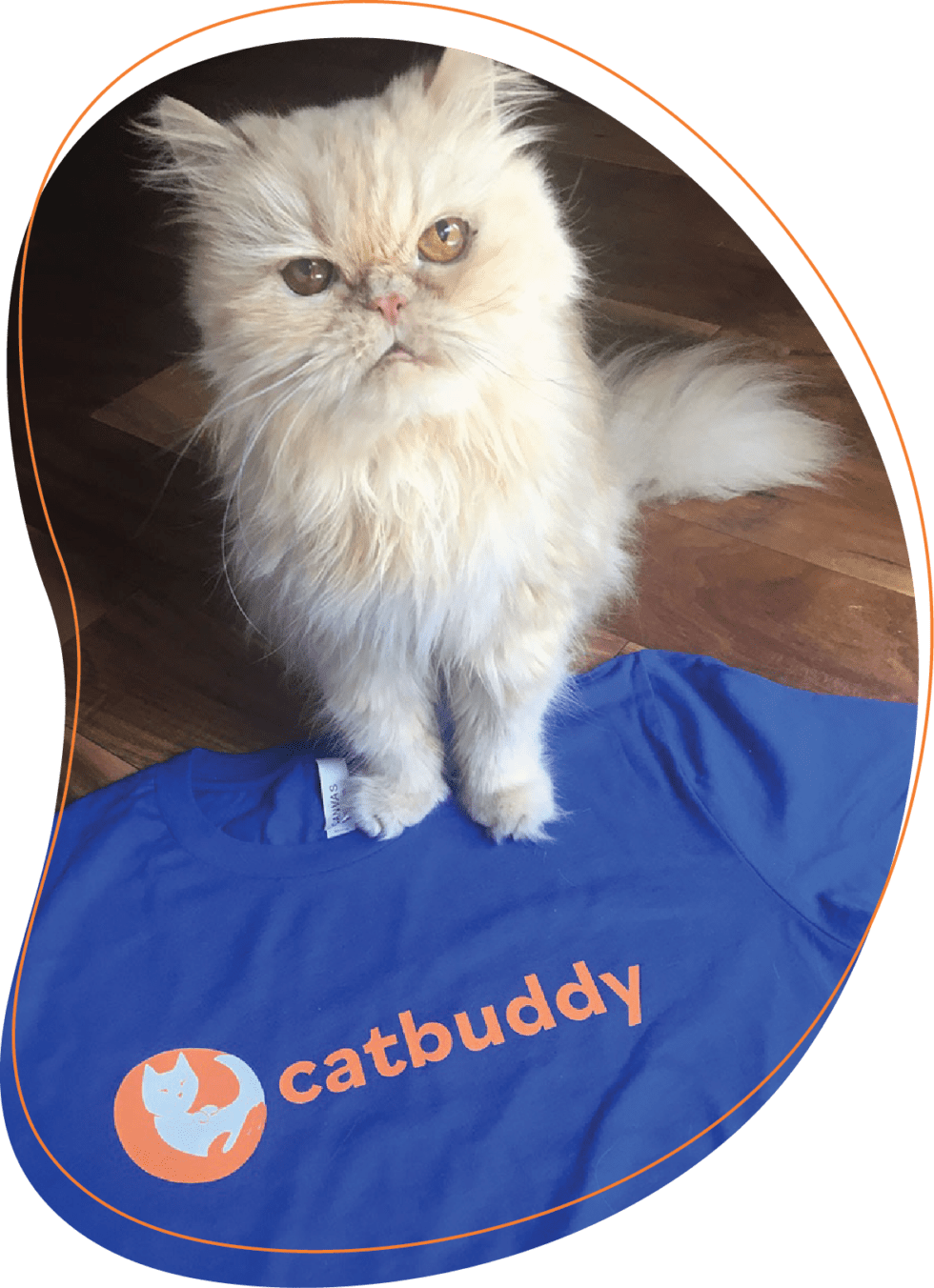 catbuddy-book-an-experienced-cat-sitter-on-demand-in-new-york-city-ny